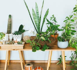 As plantas mais cultivadas em apartamento