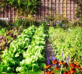 Como fazer uma horta – orgânicas, domésticas e suspensas