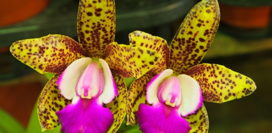 Find out which orchid species are most sought after