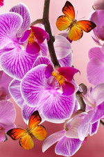 Découvrez quelles espèces d'orchidées sont les plus recherchées